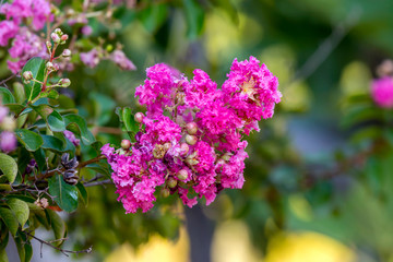The plant (Lagerstroemia indica) growing and bloom in a park