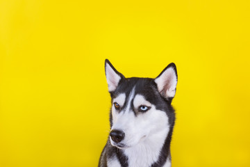 Cute lazy-eyed husky dog watches ironically, yellow studio background, concept of dog emotions