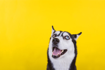 Funny bi-eyed husky dog watches shifty-eyed, yellow studio background, concept of dog emotions