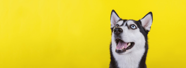 Cute bi-eyed husky dog wait dog treats on the yellow background. Smiling dog is wait for food.