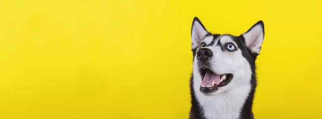  Cute bi-eyed husky dog wait dog treats on the yellow background. Smiling dog is wait for food. © iwavephoto