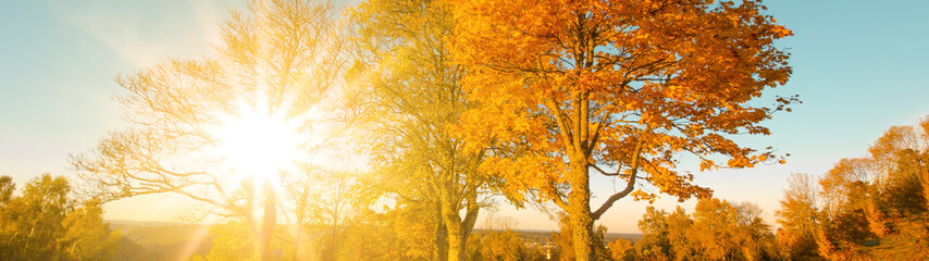 beautiful panorama of landscape with trees with colorful leaves in golden autumn - autumnal background