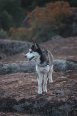 Husky dog over mountain, rock and hills 
