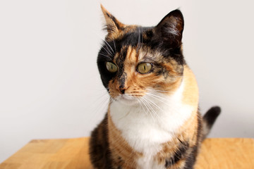 Fototapeta premium beautiful adult domestic cat with smart eyes, black, brown and white color, close-up, copy space