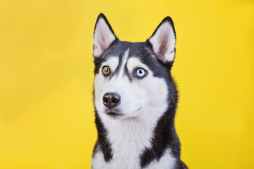 Funny husky with funny face on a yellow studio background, the concept of dog emotions