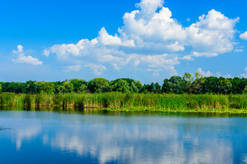 Summer landscape with the green trees and river