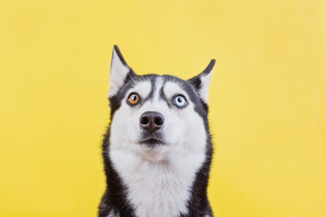 Surprised husky dog on a yellow studio background, the concept of dog emotions © iwavephoto