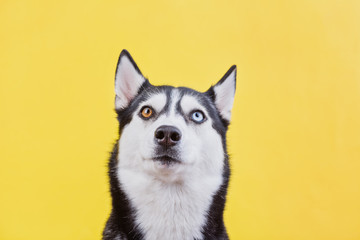 Funny husky on a yellow studio background, the concept of dog emotions