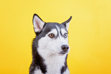 Surprised husky dog on a yellow studio background, the concept of dog emotions