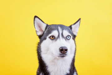 Funny bi-eyed Siberian husky dog on yellow background, the concept of dog emotions, dog waiting treat or foodv