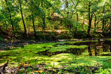 Obraz premium Small pond with duckweed in the forest