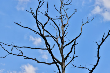 death tree in front of a cloudscape