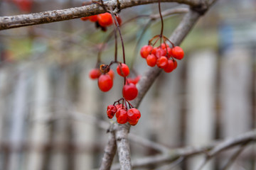 Berries on a bush of the viburnum plant
