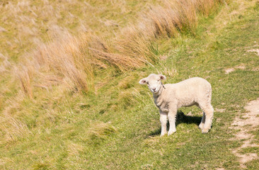 Fototapeta premium closeup of curious newborn lamb standing on grassy meadow
