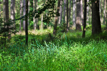 forest scape in the summer