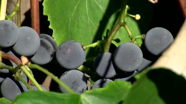 Reife blaue Weinbeeren in Gro&szlig;aufnahme