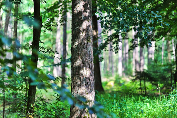 Obraz premium forest scape in the summer