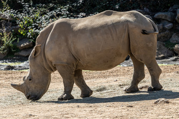 Obraz premium rhino walking in zoo