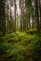 Fototapeta na wymiar Waldlichtung in Schweden