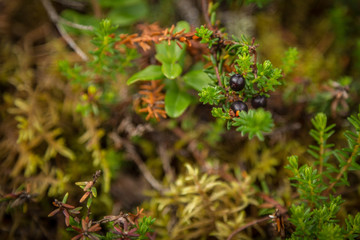 Schwarze Krähenbeeren in Schweden