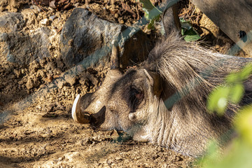 head of hog in zoo