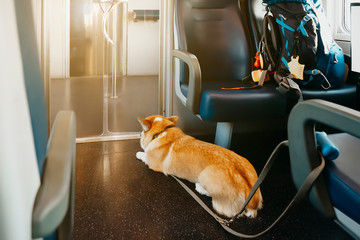 Welsh corgi sad purebred red dog  leashed alone waiting his mistress in wagon of train. Back pack for vacation. Sunny vintage effect. Dog transportation in public transport. Pets education concept