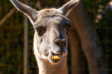 brown lama in zoo 