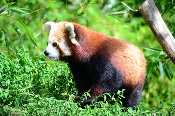 Red panda