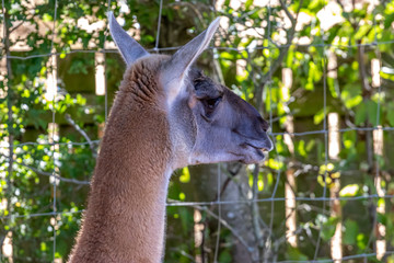 brown lama in zoo 