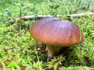 mushroom in the grass