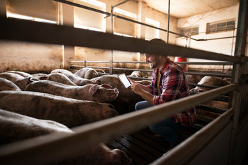 Farmer at pig farm standing in pigpen among pigs domestic animals and using tablet computer for quality control. Cattle farming and food or meat production. © littlewolf1989