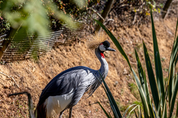 Fototapeta premium grey bird in a zoo