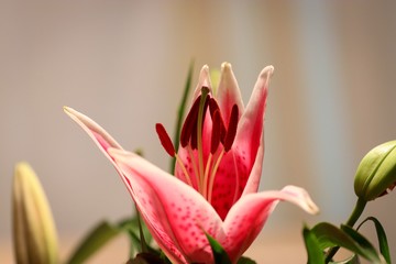 pink lily on black background