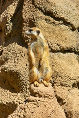 Meerkat on lookout at Reid Park Zoo in Tucson AZ