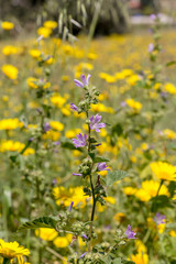 The plant (Malva sylvestris) grows close-up in spring