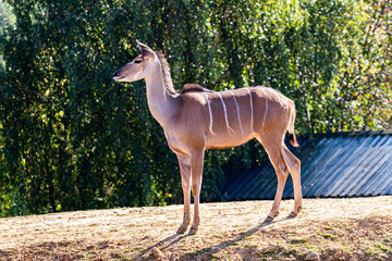 brown antelope in a zoo