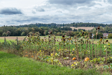 Kürbisse anbauen im Feld