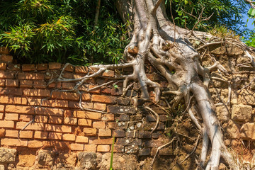 Árvore no Muro IMG_3601