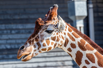 brown and white giraffe in zoo, close look
