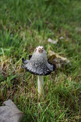 single mushroom