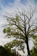 tree and sky