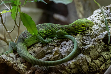 lizard resting on a branch
