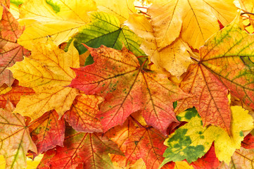 Naklejka na ściany i meble Red yellow maple leaves background Autumn fall