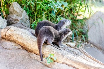 couple of otters waiting for meal