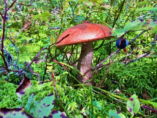 mushroom in forest