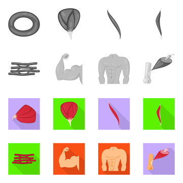 Vector illustration of fiber and muscular icon. Set of fiber and body stock symbol for web.