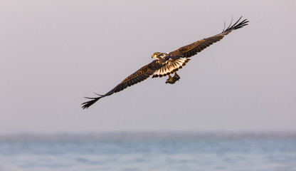 PIGARGO VOCINGLERO o AGUILA PESCADORA AFRICANA (Haliaeetus vocifer), Lago Baringo, Valle Gran Rift,...