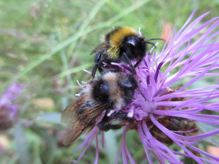 bee on flower