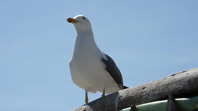 A closeup of a seagull standing on two feet on a sunny day in Essaouira, Morocco.