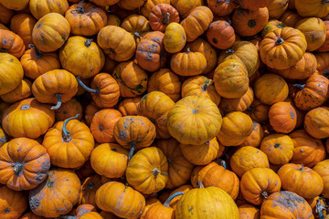 orange pumpkin freshly harvested, Cucurbita pepo